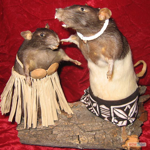 Hula Rat and Surf Rat
